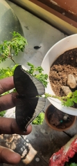 Tanaecia lepidea
