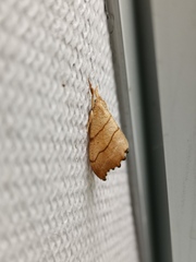 Falcaria lacertinaria