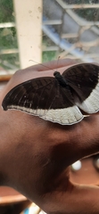 Tanaecia lepidea