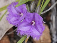 Thysanotus multiflorus