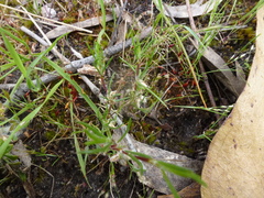 Laxmannia orientalis