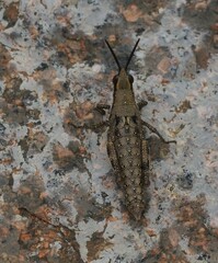 Monistria pustulifera