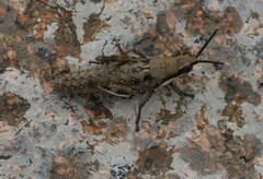 Monistria pustulifera