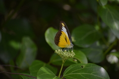 Appias lyncida