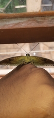 Tanaecia lepidea