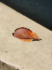 Gastropacha quercifolia