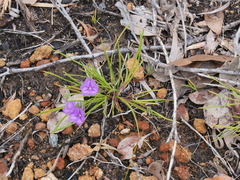 Thysanotus multiflorus