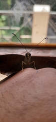 Tanaecia lepidea