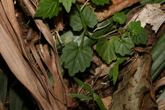 Lobelia trigonocaulis