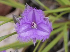 Thysanotus multiflorus