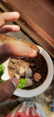 Tanaecia lepidea