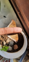 Tanaecia lepidea