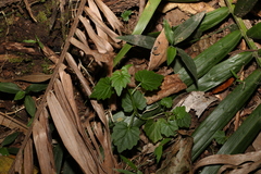 Lobelia trigonocaulis