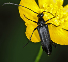Lepturini