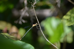 Lestes elatus