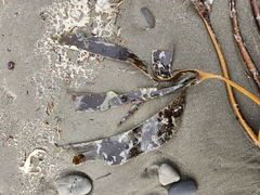 Laminaria setchellii