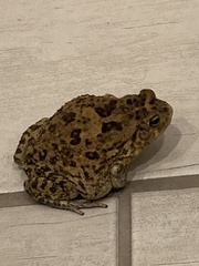 Sclerophrys garmani
