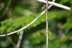 Lestes elatus