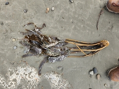Laminaria setchellii
