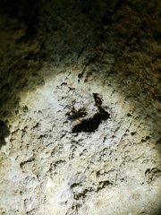 Diphyus quadripunctorius