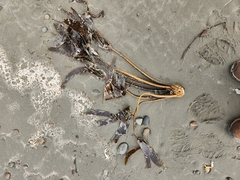 Laminaria setchellii