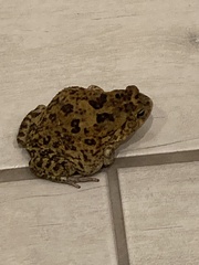 Sclerophrys garmani