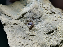 Ixodes vespertilionis