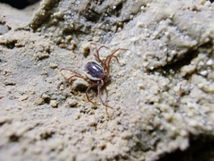 Ixodes vespertilionis