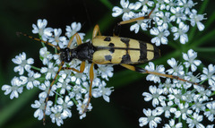Rutpela maculata