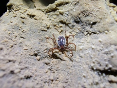 Ixodes vespertilionis