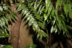 Arthropteris tenella