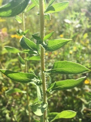 Heterotheca camporum