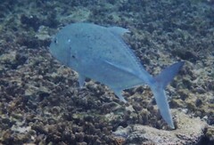 Caranx papuensis