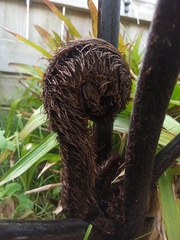 Cyathea medullaris
