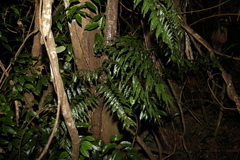 Arthropteris tenella