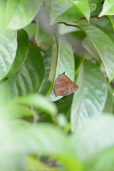 Arhopala centaurus