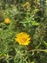 Heterotheca camporum