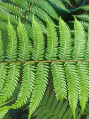 Cyathea medullaris
