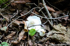 Lepiota clypeolaria