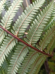 Cyathea medullaris