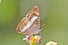 Doxocopa pavon