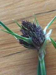 Cyperus bracheilema