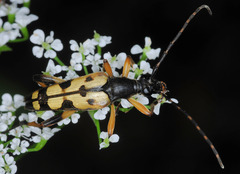 Rutpela maculata
