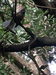 Rhipidura fuliginosa placabilis