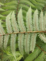 Cyathea medullaris