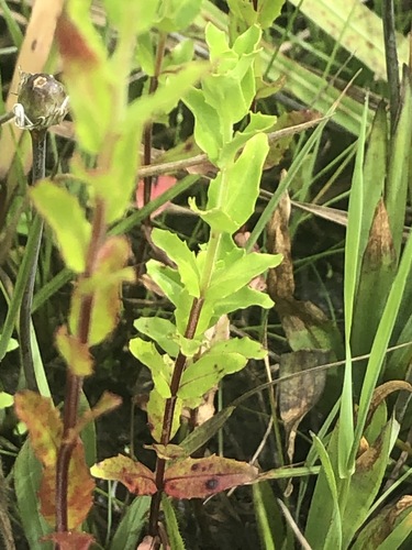 Epilobium billardiereanum