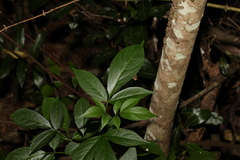 Sambucus australasica