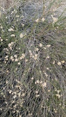 Baccharis brachyphylla