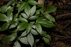 Sambucus australasica