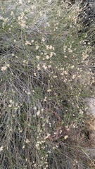 Baccharis brachyphylla